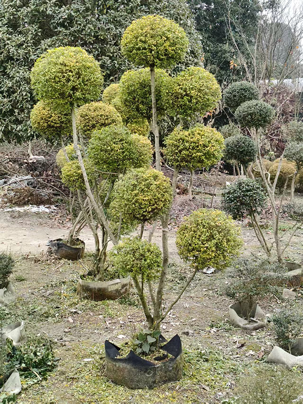 多头亮晶女祯造型