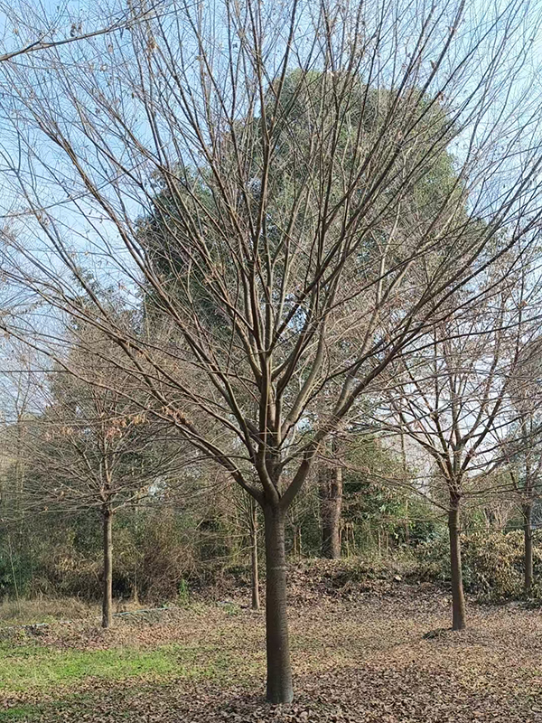 18公分精品榉树